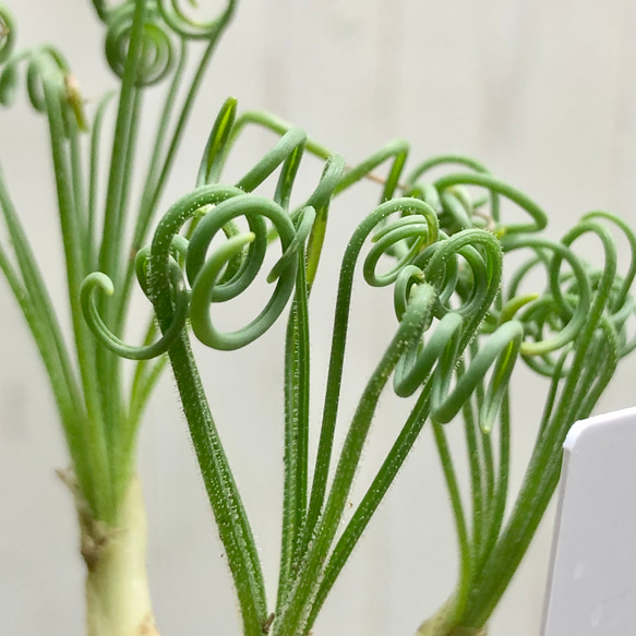 複数株！  Albuca spiralis cv Frizzle sizzle アルブカ スピラリス フリズルシズル 8枚目の画像