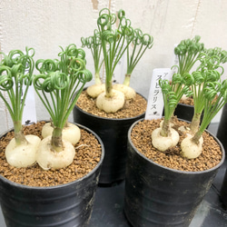 複数株！  Albuca spiralis cv Frizzle sizzle アルブカ スピラリス フリズルシズル 11枚目の画像