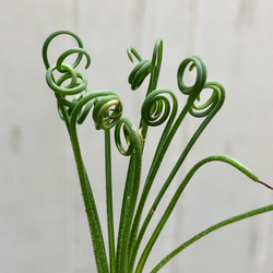 複数株！  Albuca spiralis cv Frizzle sizzle アルブカ スピラリス フリズルシズル 6枚目の画像