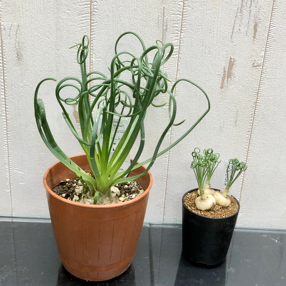 複数株！  Albuca spiralis cv Frizzle sizzle アルブカ スピラリス フリズルシズル 9枚目の画像