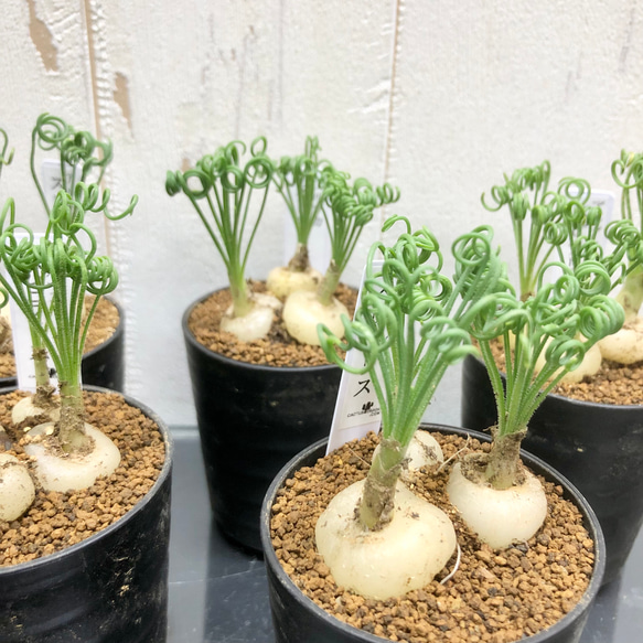 複数株！  Albuca spiralis cv Frizzle sizzle アルブカ スピラリス フリズルシズル 12枚目の画像