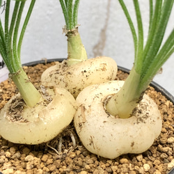 複数株！  Albuca spiralis cv Frizzle sizzle アルブカ スピラリス フリズルシズル 4枚目の画像