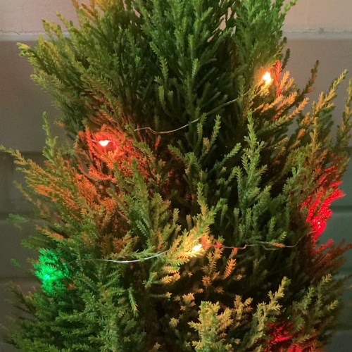 クリスマスツリー♪ゴールドクレスト イルミネーション装飾付き