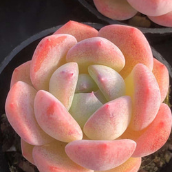 多肉植物 エケベリア フルーツキャンディー 4cm 抜き苗 1株 多肉植物