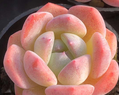多肉植物 エケベリア フルーツキャンディー 4cm 抜き苗 1株 多肉 多肉植物 エケベリア フルーツキャンディー 4cm 抜き苗 1株 多肉