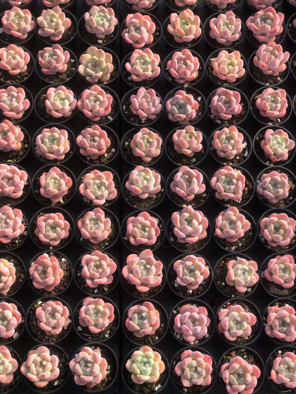 多肉植物　エケベリア　フルーツキャンディー　3.5cm 抜き苗　1株 2枚目の画像