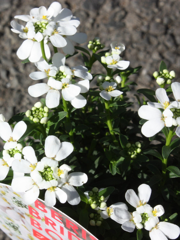 冬のお庭に♡真っ白な『イベリス♪ブライダルブーケ♡』です♪　2個セット 3枚目の画像