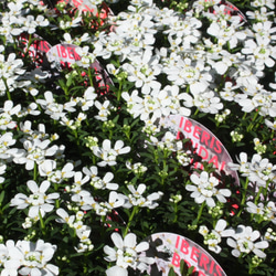 冬のお庭に♡真っ白な『イベリス♪ブライダルブーケ♡』です♪　2個セット 1枚目の画像