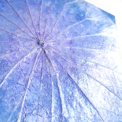 「天体の青」蓮の葉アート 5枚目の画像