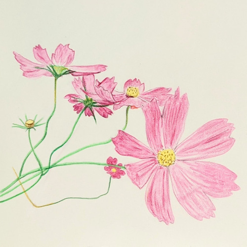 最新エルメス 秋桜／水彩色鉛筆 原画 絵画 ien✼ｲｴﾝ 通販 16876642｜Creema 絵画