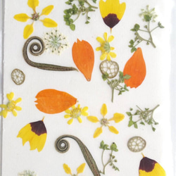 高知の草花　プチ・フルール ⑥   ミニサイズ11×8　押し花　ハンドメイド素材 2枚目の画像