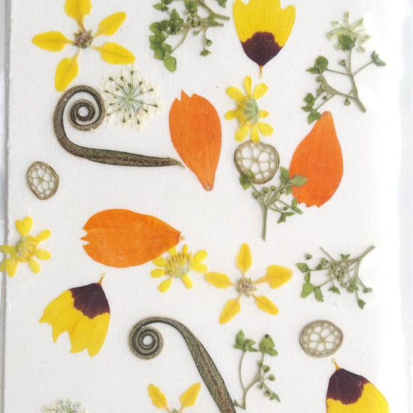 高知の草花　プチ・フルール ⑥   ミニサイズ11×8　押し花　ハンドメイド素材 2枚目の画像