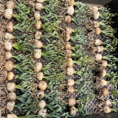 超特選現地球 Albuca namaquensis 激レア 高級塊根植物 球根植物 超特選現地球 Albuca namaquensis 激レア 高級塊根植物 球根植物