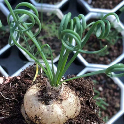 超特選現地球 Albuca namaquensis 激レア 高級塊根植物 球根植物 長持ち 1枚目の画像