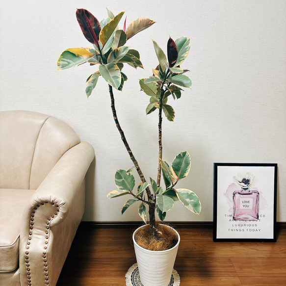 現品］フィカスルビー 8号 観葉植物 室内 大型 おしゃれ ゴムの木 育て