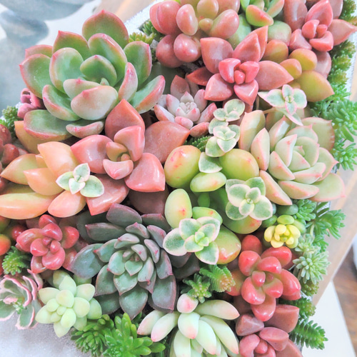 クリスマス☆リース型♪壁掛けプレートの多肉植物寄せ植え♪ 多肉植物