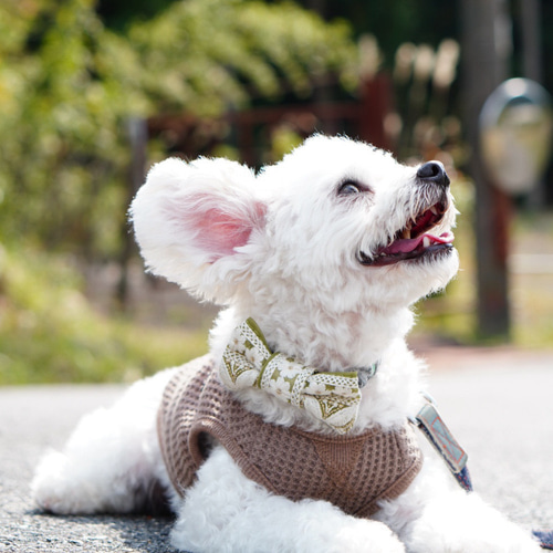 犬ちゃんインド刺繍リボン
