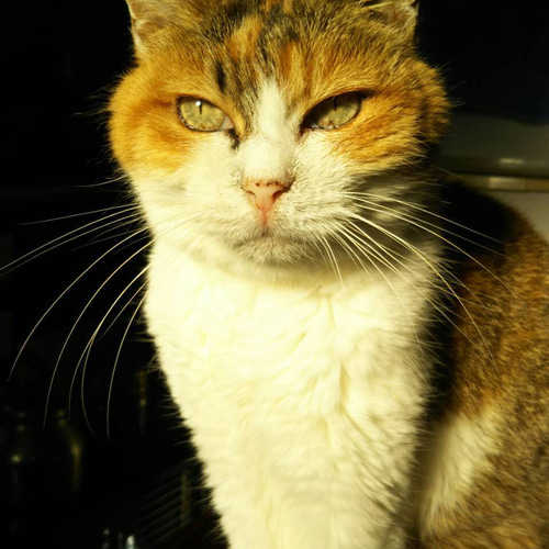 羊毛フェルト猫》 #猫(ねこ)羊毛フェルト オーダー フレーム