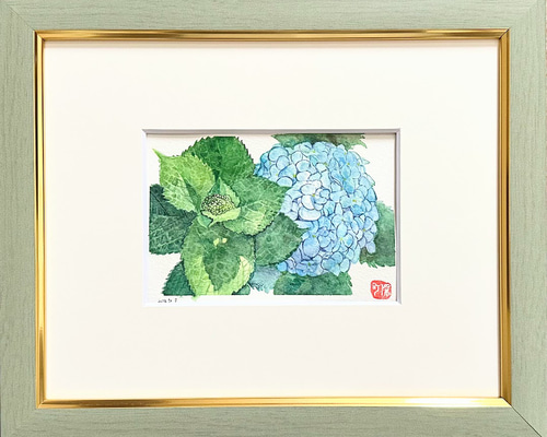 アジサイの水彩画｜梅雨の贈り物 - 水色あじさいの透明水彩