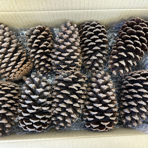 巨大松ぼっくり14個セット mt～様ご注文商品やすの松ぼっくり大量14㎝