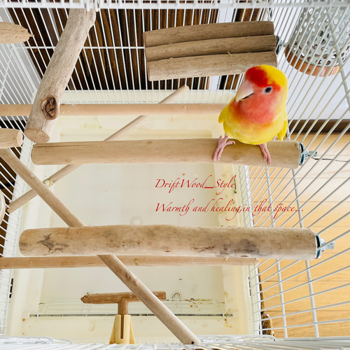 流木インテリア 中～大型インコも止まれる天然流木の小鳥の