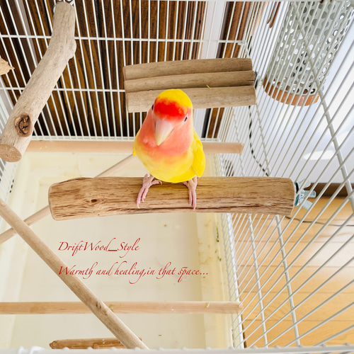 天然木 流木 灯籠 置物 バードアスレチック 止まり木 インテリア 工芸品 インコ おもちゃ 止まり木 バードアスレチック 鳥 遊び場 文鳥 置き型