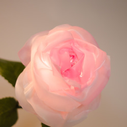 Natural style - Rose Pink 2枚目の画像