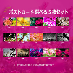 【選べる5枚セット】花や風景のポストカード ハガキサイズ 2枚目の画像