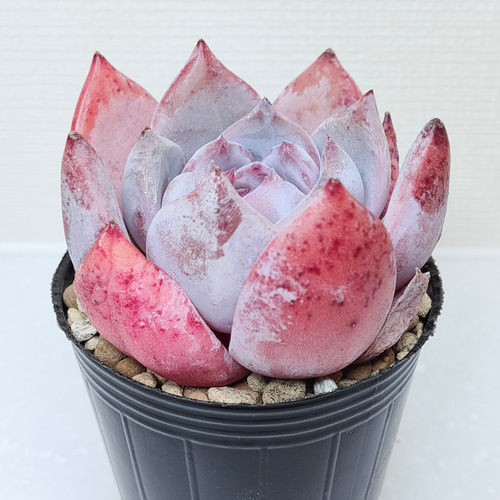 Top【選抜株】 多肉植物 24185モンローHyb 105個 プラグトレー苗 Top