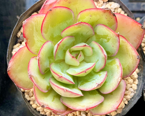 多肉植物　韓国苗　パラメラ　抜き苗 多肉植物 韓国苗 ホワイトラバー 抜き苗 - メルカリ