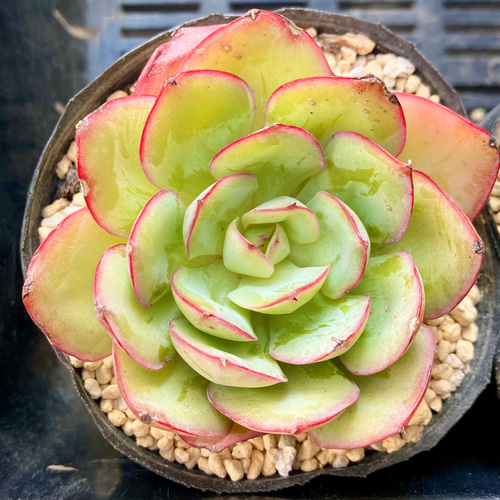 多肉植物　韓国苗　パラメラ　抜き苗 パラメラ エケベリア 韓国苗 多肉植物 多肉植物 プクニク 通販