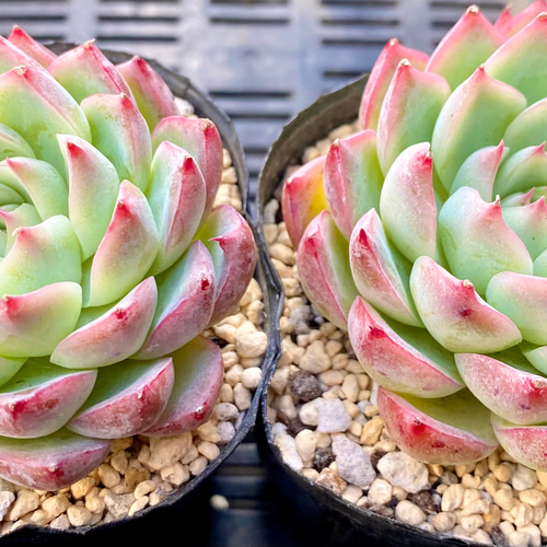 ピンククリスタルローズ 大きめ エケベリア 韓国苗 多肉植物 多肉植物