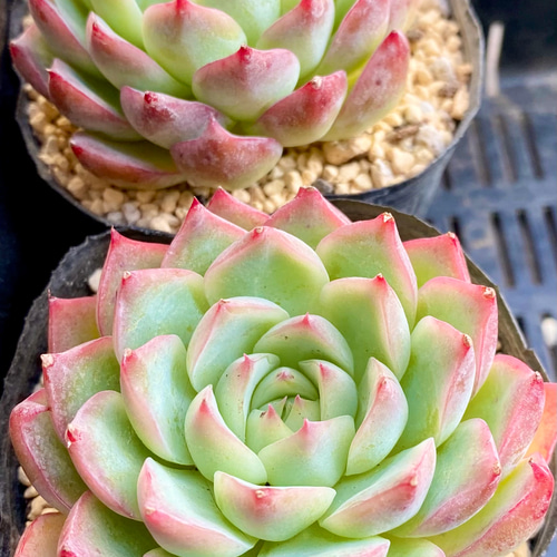 ピンククリスタルローズ 大きめ エケベリア 韓国苗 多肉植物 多肉植物