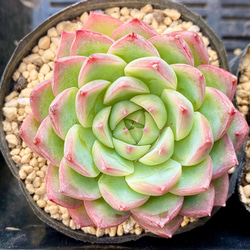 ピンククリスタルローズ 大きめ エケベリア 韓国苗 多肉植物 多肉植物