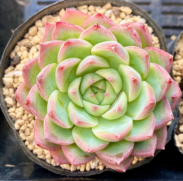 多肉植物 緑とピンクのロゼット*6 多肉植物 よしはらがーで