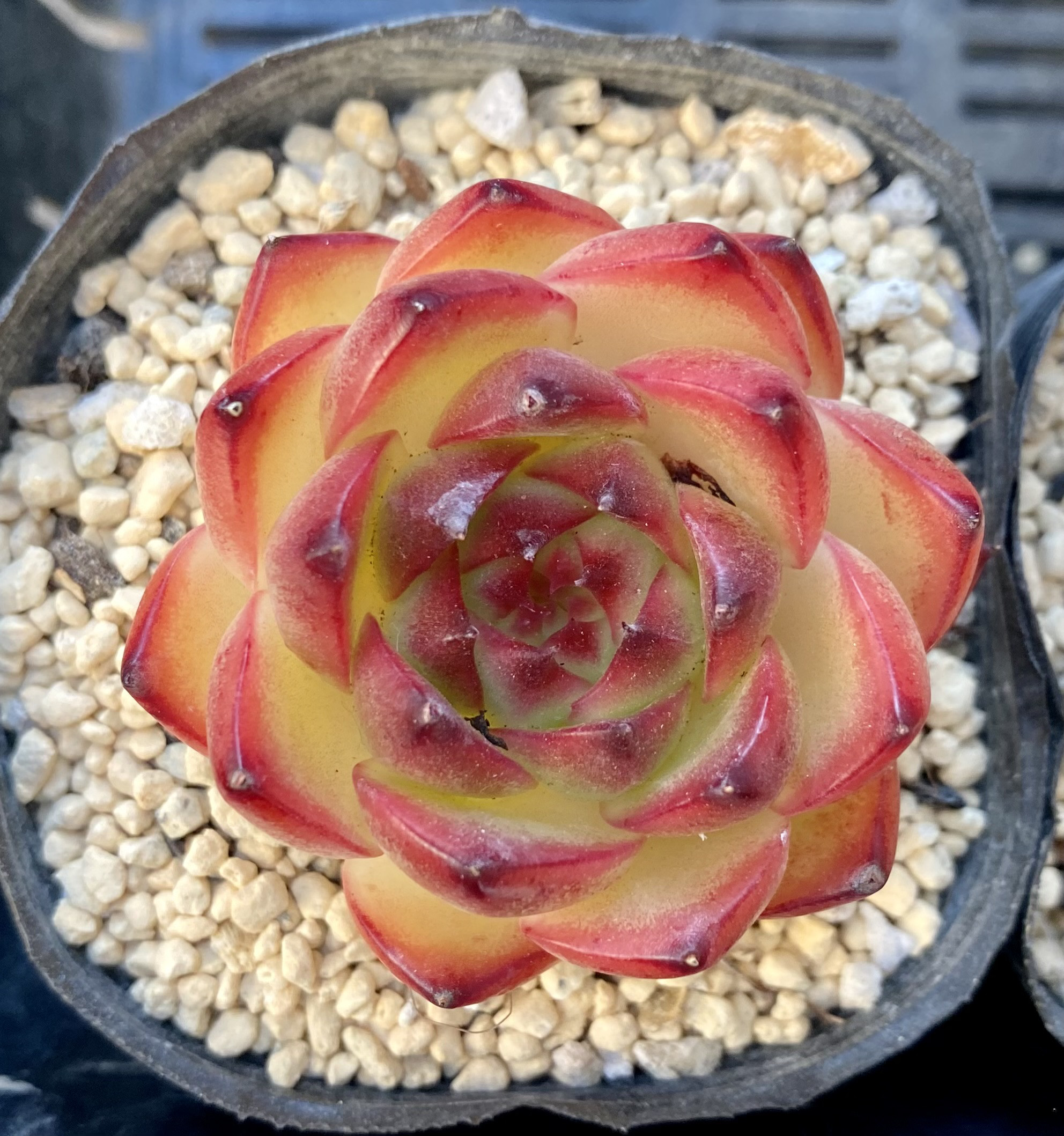 クラッスラ 紀の川錦 大小セット 多肉植物 楽天市場】紀ノ川錦