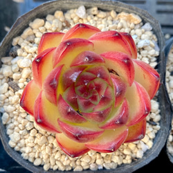 多肉植物　韓国苗　ムーンストーン　双頭　抜き苗 多肉植物 韓国苗 ムーンストーン 双頭 抜き苗 多肉植物 ポセイドン 10