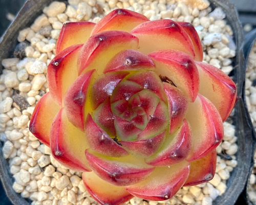 ムーンストーン エケベリア 韓国苗 多肉植物 多肉植物 プクニク 通販