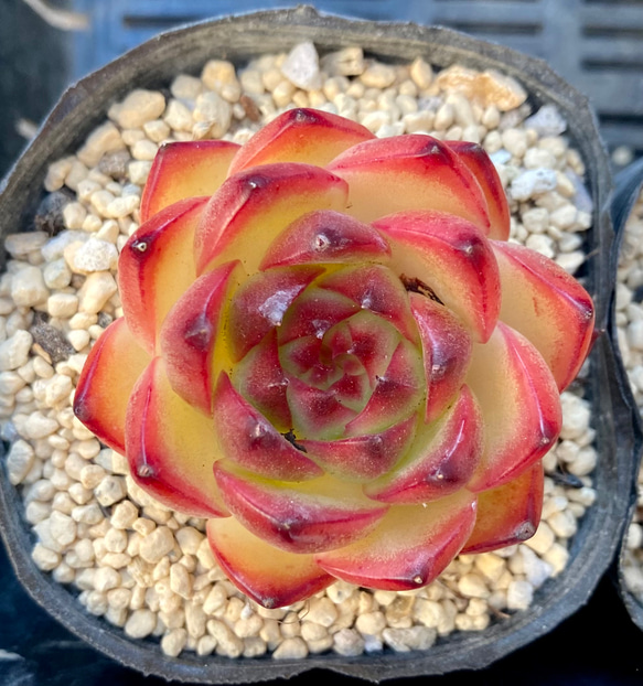 多肉植物　レア　天地　韓国苗 Amazon.co.jp: ！！多肉植物 コスモス レア苗 韓国苗 美苗 農園