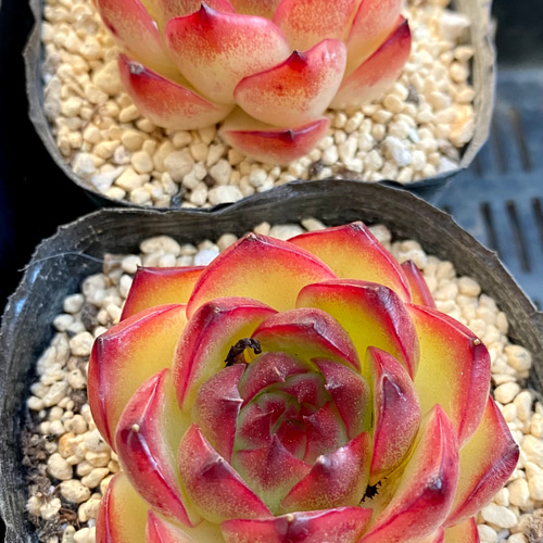 ムーンストーン エケベリア 韓国苗 多肉植物 多肉植物 プクニク