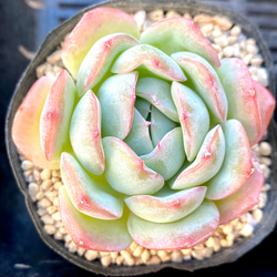 多肉植物　エケベリアsp  韓国苗 楽天市場】多肉植物 韓国苗 エケベリア おまかせ5種類セット