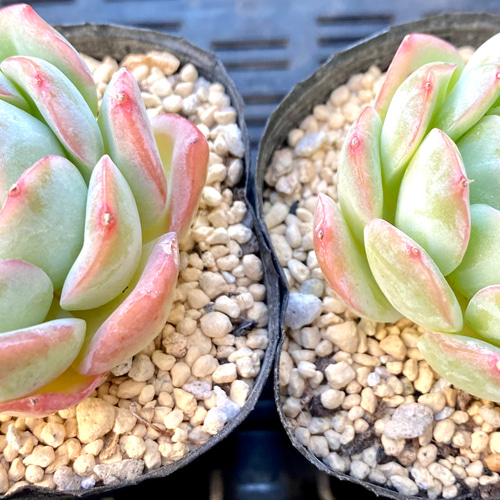 スリョン エケベリア 韓国苗 多肉植物 多肉植物 プクニク 通販