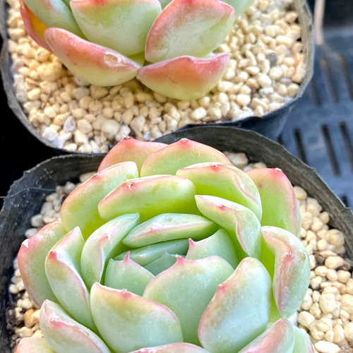 スリョン エケベリア 韓国苗 多肉植物 多肉植物 プクニク 通販