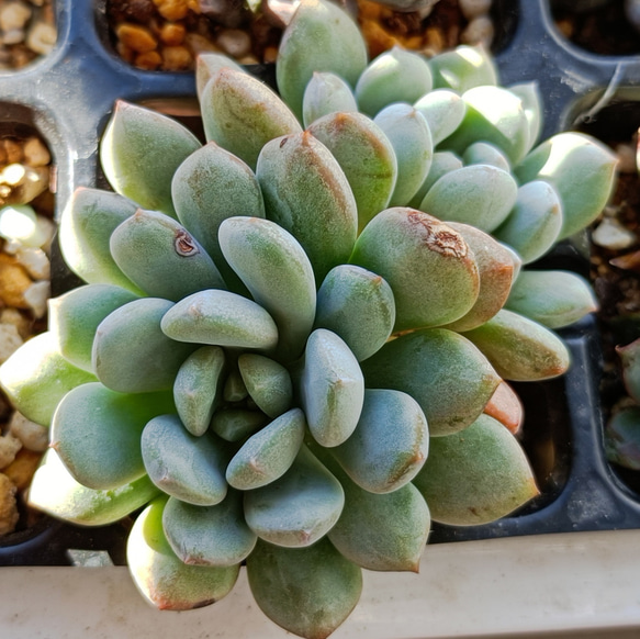現品限り 大人気 多肉植物 スターファイヤー 超美苗 レア種 ゆうゆう発送 新入荷 多肉植物 エケベリア スターファイヤー 超美苗 レア種