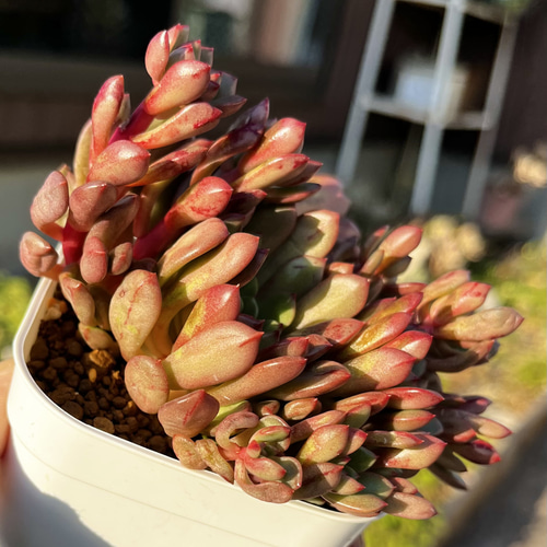 SOLD ピンクルルビー 群生 厳選韓国苗 ネームタグ付き 多肉植物