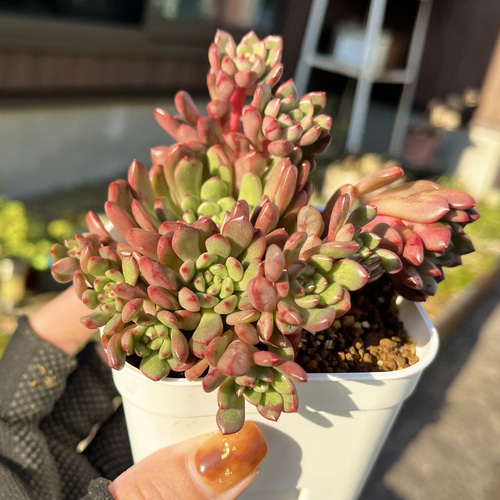 SOLD ピンクルルビー 群生 厳選韓国苗 ネームタグ付き 多肉植物