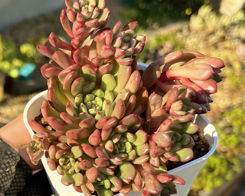 多肉植物　韓国苗　ピンクルルビー　発根済み 多肉植物 韓国苗 ピンクルルビー 発根済み 多肉植物 韓国苗 ピンクル