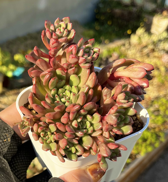 多肉植物　韓国苗　ビックレッド　発根済み 多肉植物 韓国苗 抜き苗 ノーメイド | BooTA29♡Succulent
