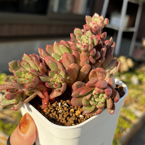 SOLD ピンクルルビー 群生 厳選韓国苗 ネームタグ付き 多肉植物 
