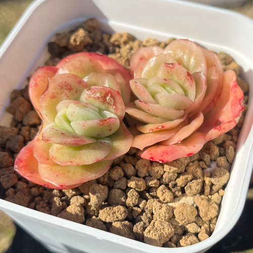 SOLD アイスラブリーローズ錦 厳選韓国苗 ネームタグ付き 多肉植物